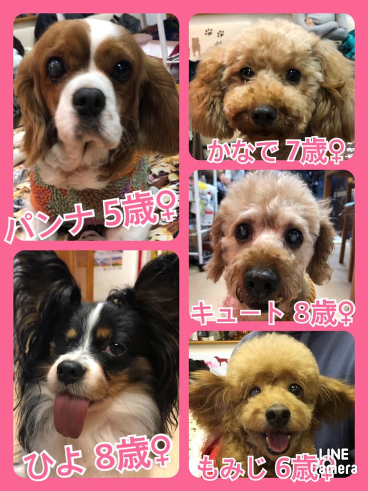 🐾今日の里親様募集中ワンコ🐶メンバーです🐾2020,12,9